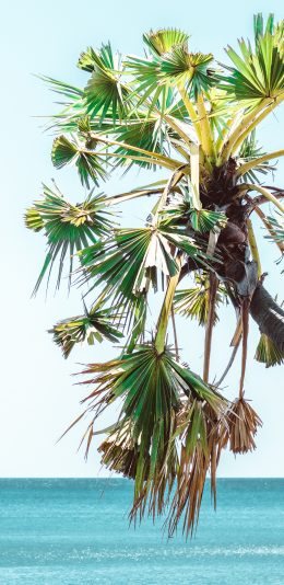 [2436x1125]椰树 海岸 天空 蔚蓝 苹果手机壁纸图片