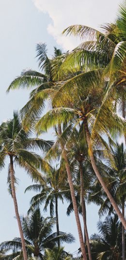 [2436x1125]椰树 海岸 热带  树林 苹果手机壁纸图片
