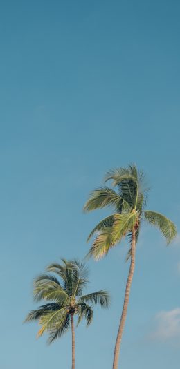 [2436x1125]椰树 蓝天 树木 树干 苹果手机壁纸图片