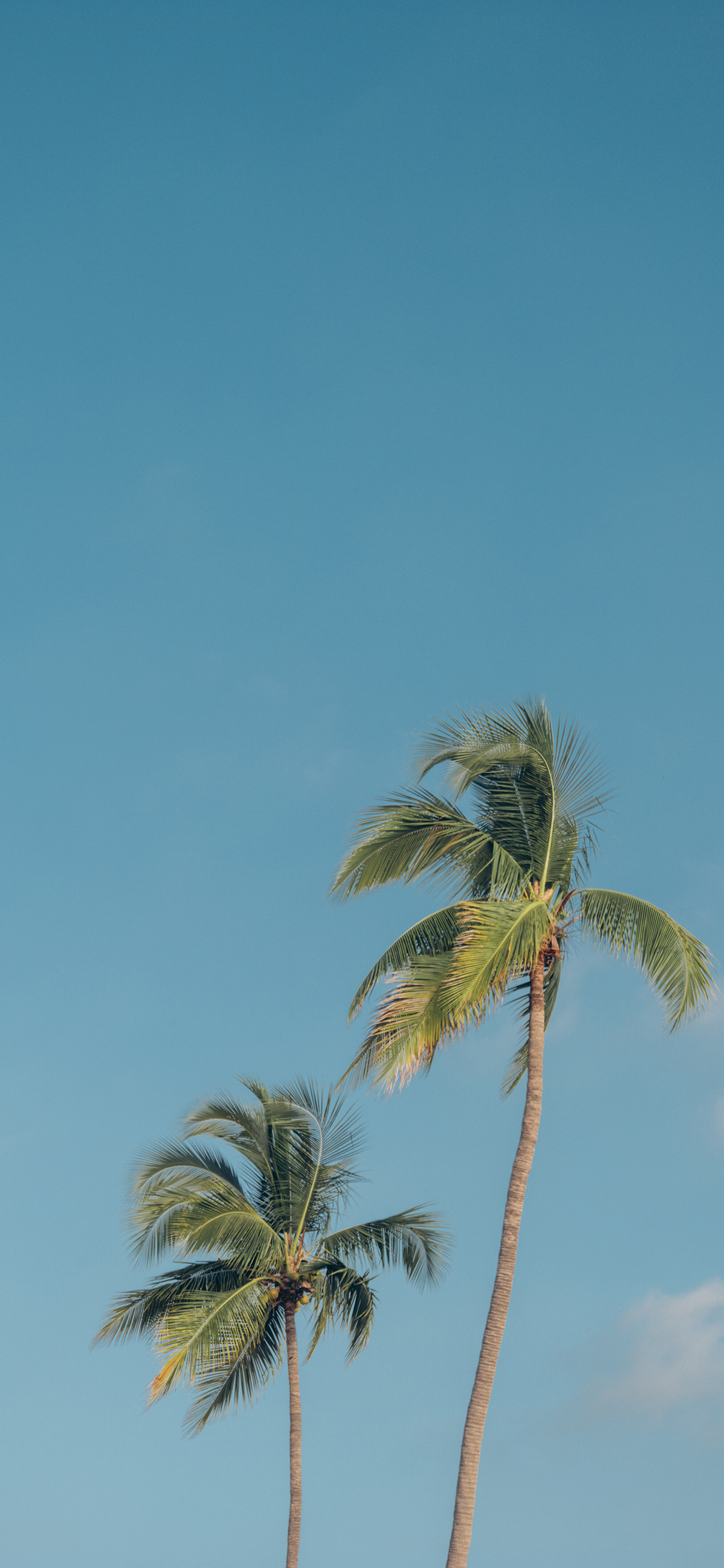 [2436×1125]椰树 蓝天 树木 树干 苹果手机壁纸图片
