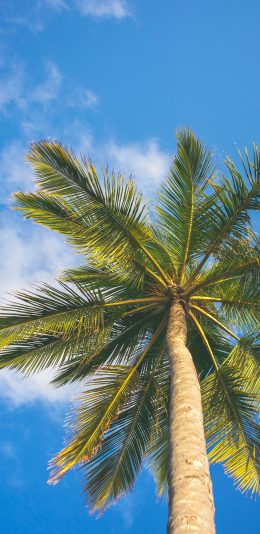 [2436x1125]椰树 蓝天白云 生长 苹果手机壁纸图片
