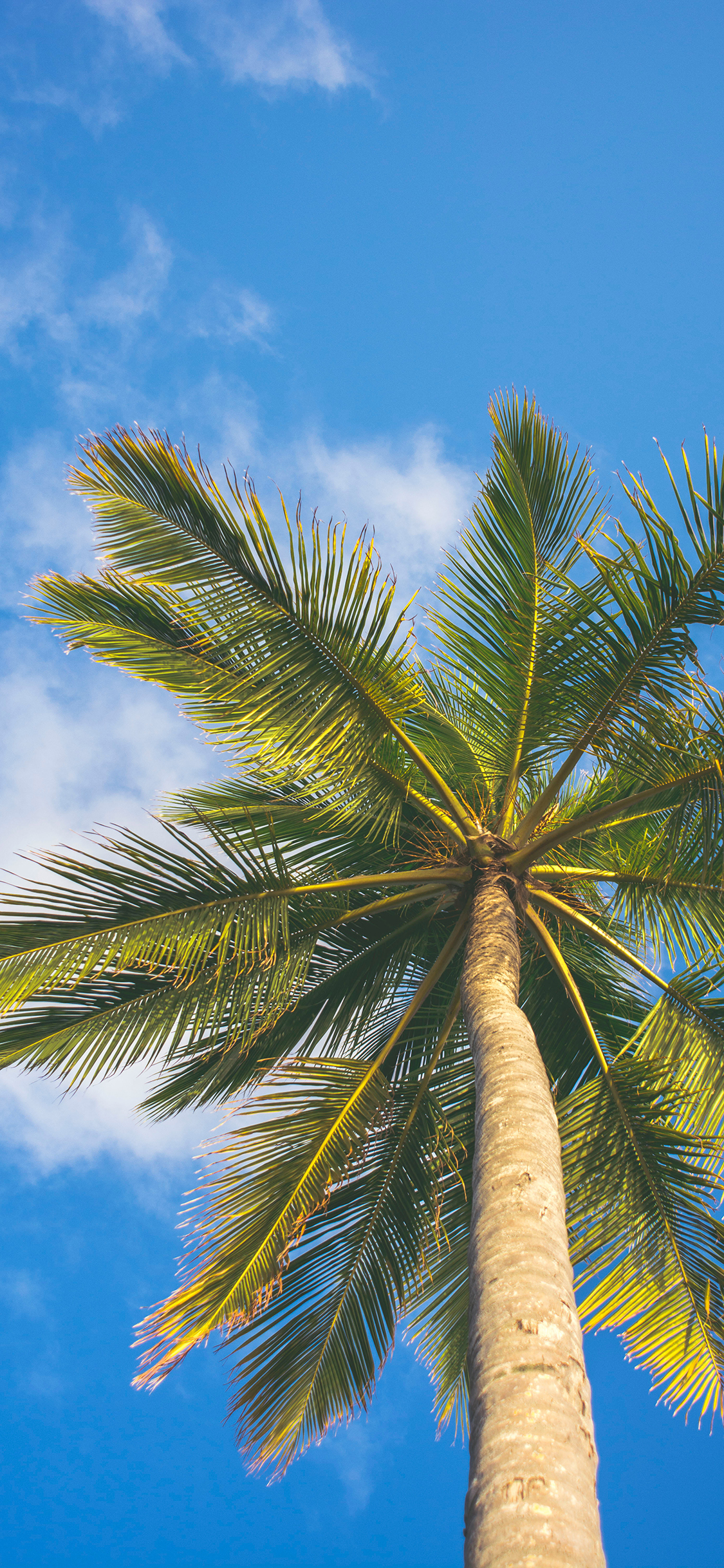 [2436×1125]椰树 蓝天白云 生长 苹果手机壁纸图片