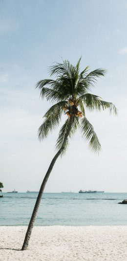 [2436x1125]椰树 造型 沙滩 海边 苹果手机壁纸图片