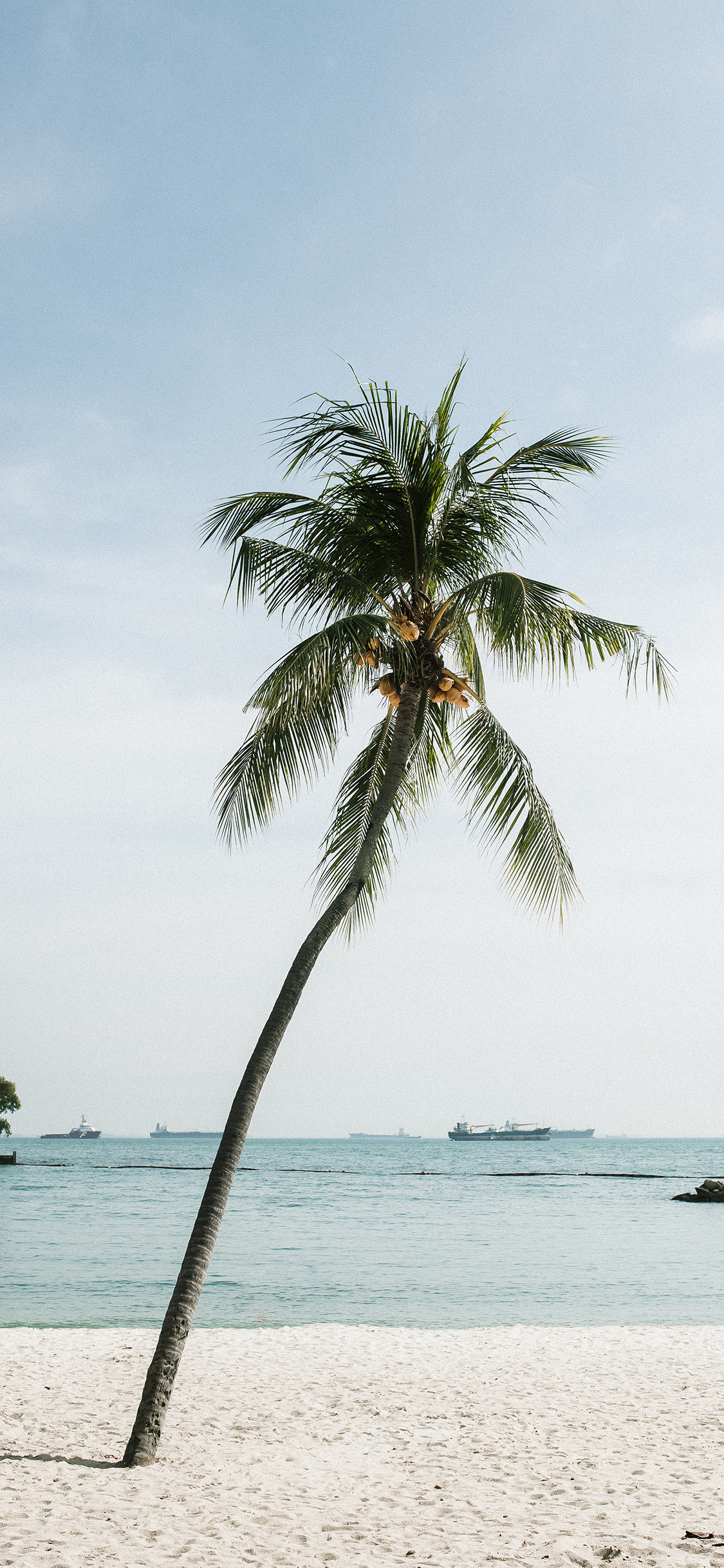 [2436×1125]椰树 造型 沙滩 海边 苹果手机壁纸图片