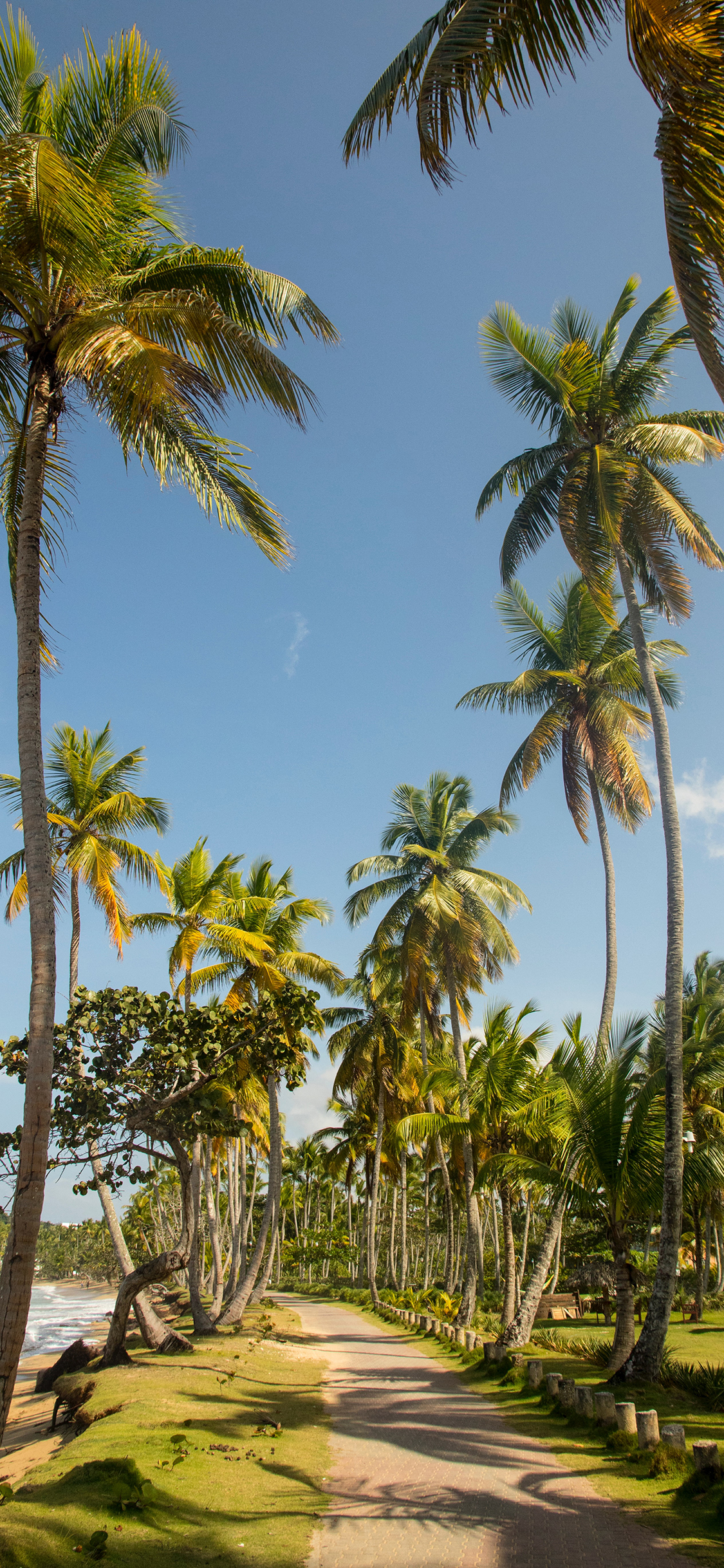 [2436×1125]椰树 道路 自然 热带 海岸 苹果手机壁纸图片