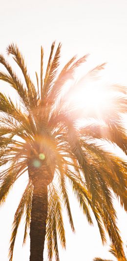 [2436x1125]椰树 阳光 照射 树冠 苹果手机壁纸图片