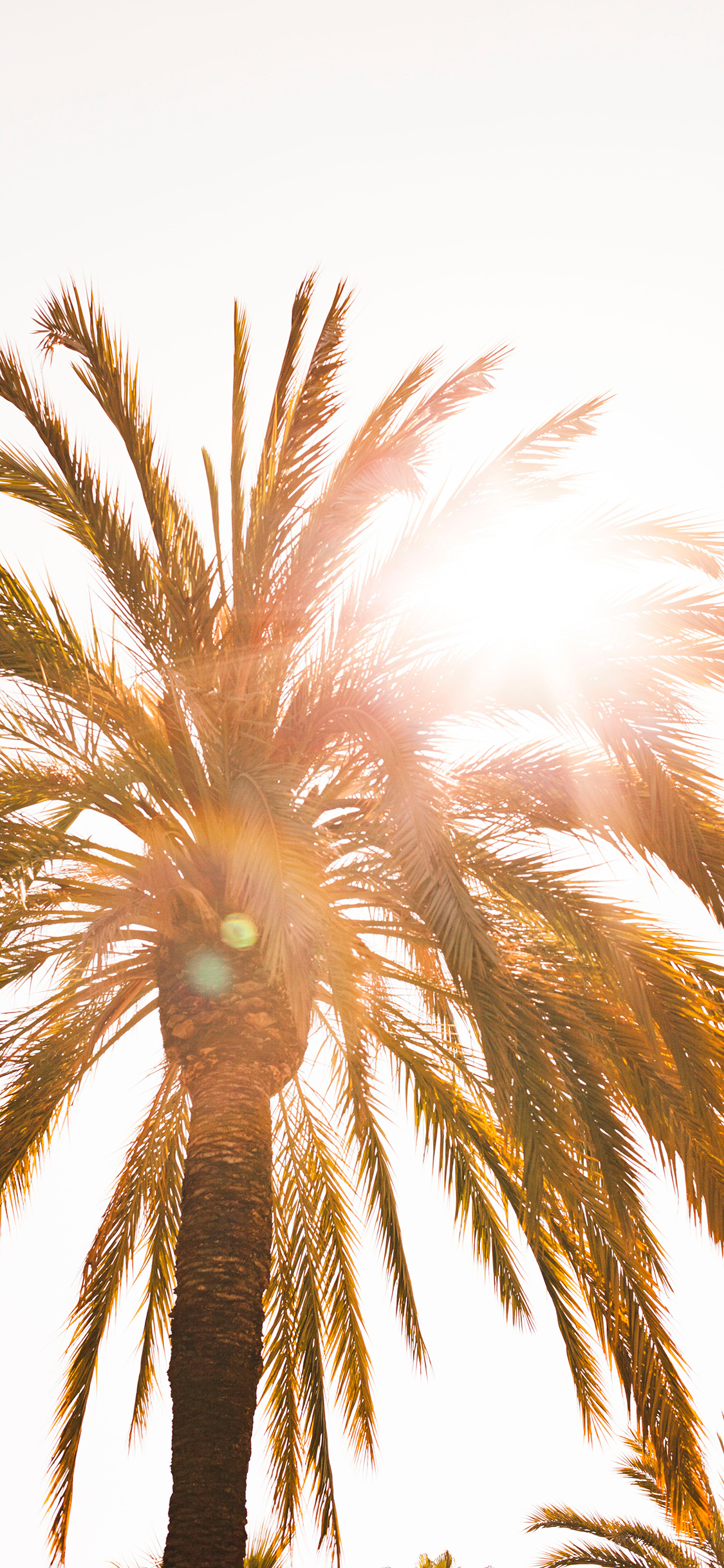 [2436×1125]椰树 阳光 照射 树冠 苹果手机壁纸图片