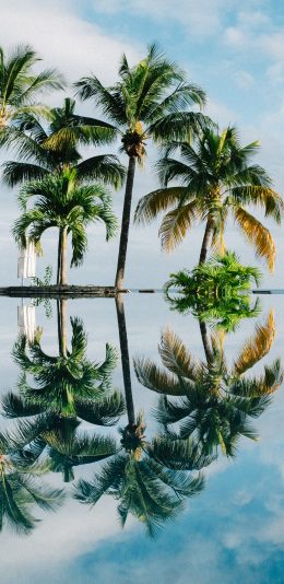 [2436x1125]椰树王 泳池 水面 倒映 唯美 苹果手机壁纸图片