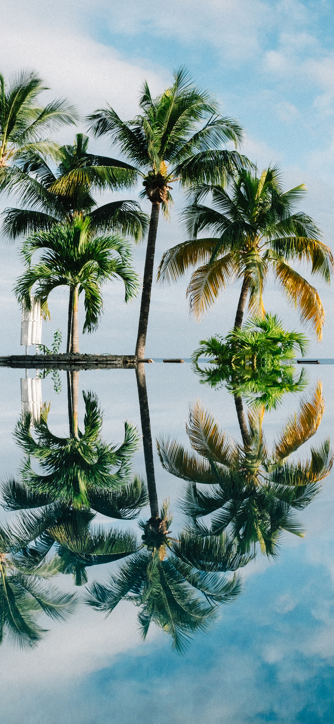 [2436×1125]椰树王 泳池 水面 倒映 唯美 苹果手机壁纸图片