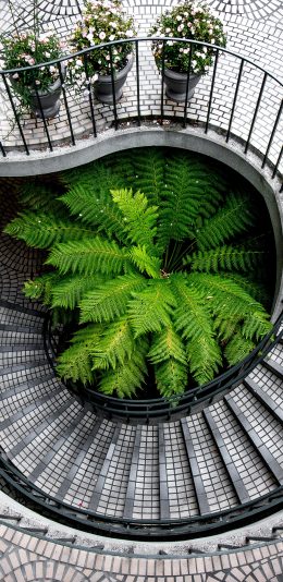 [2436x1125]楼梯 螺旋 设计 树木 空间 苹果手机壁纸图片