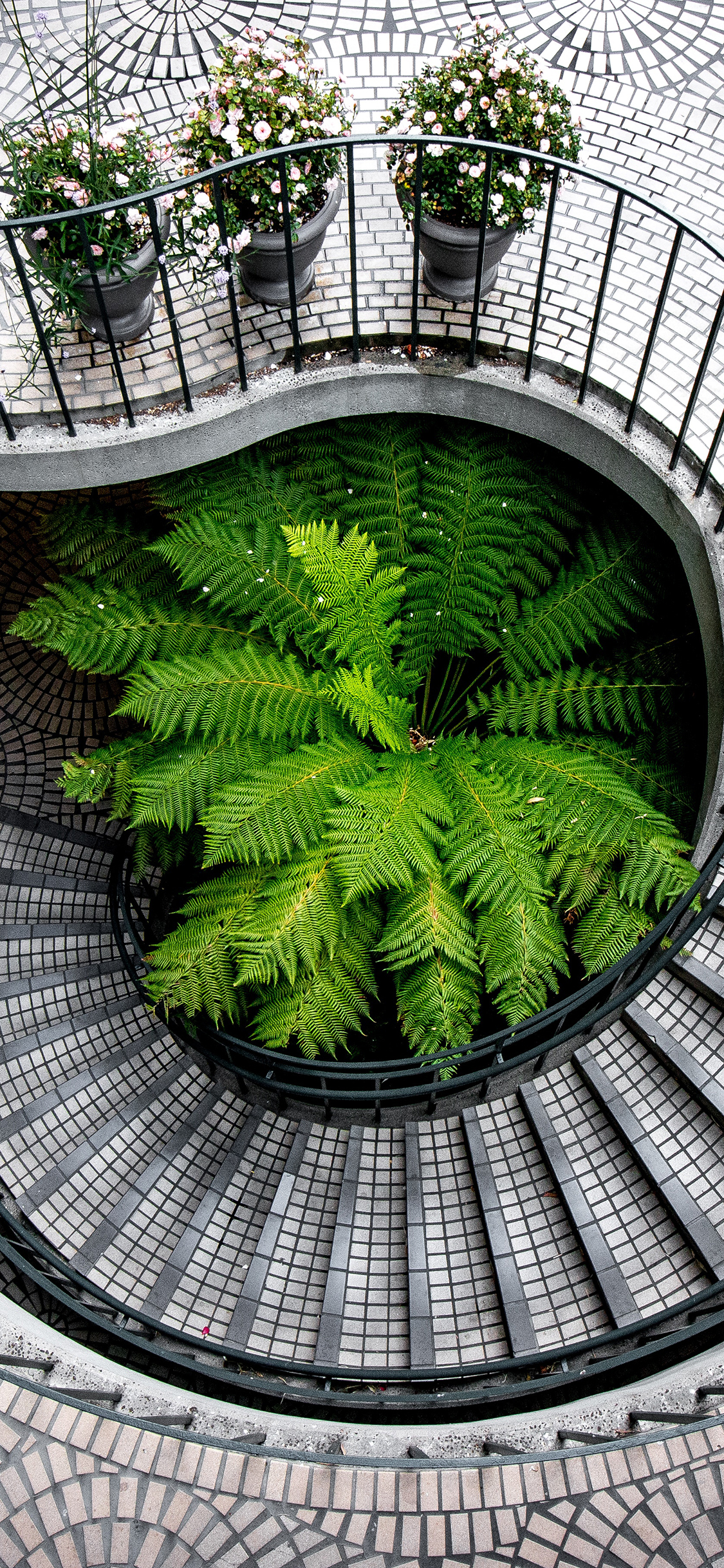 [2436×1125]楼梯 螺旋 设计 树木 空间 苹果手机壁纸图片