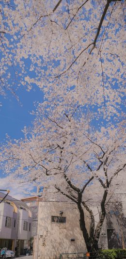 [2436x1125]樱花 城市 房屋 鲜花 苹果手机壁纸图片
