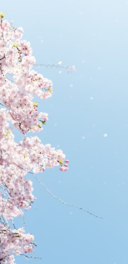[2436x1125]樱花 天空 花季 随风 苹果手机壁纸图片