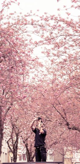 [2436x1125]樱花 波恩 sonne 德国 粉色 街道 摄影 苹果手机壁纸图片