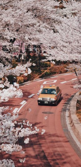 [2436x1125]樱花 粉色 浪漫 道路 车辆 苹果手机壁纸图片
