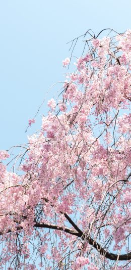 [2436x1125]樱花 花季 樱花树 天空 苹果手机壁纸图片
