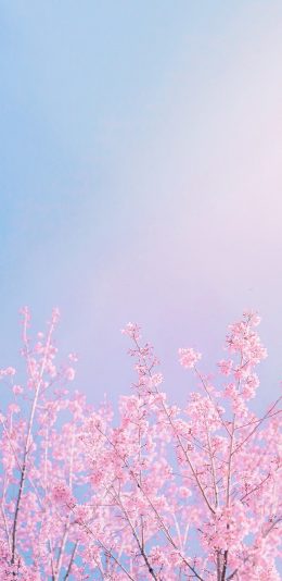 [2436x1125]樱花 花簇 枝头 鲜花 苹果手机壁纸图片