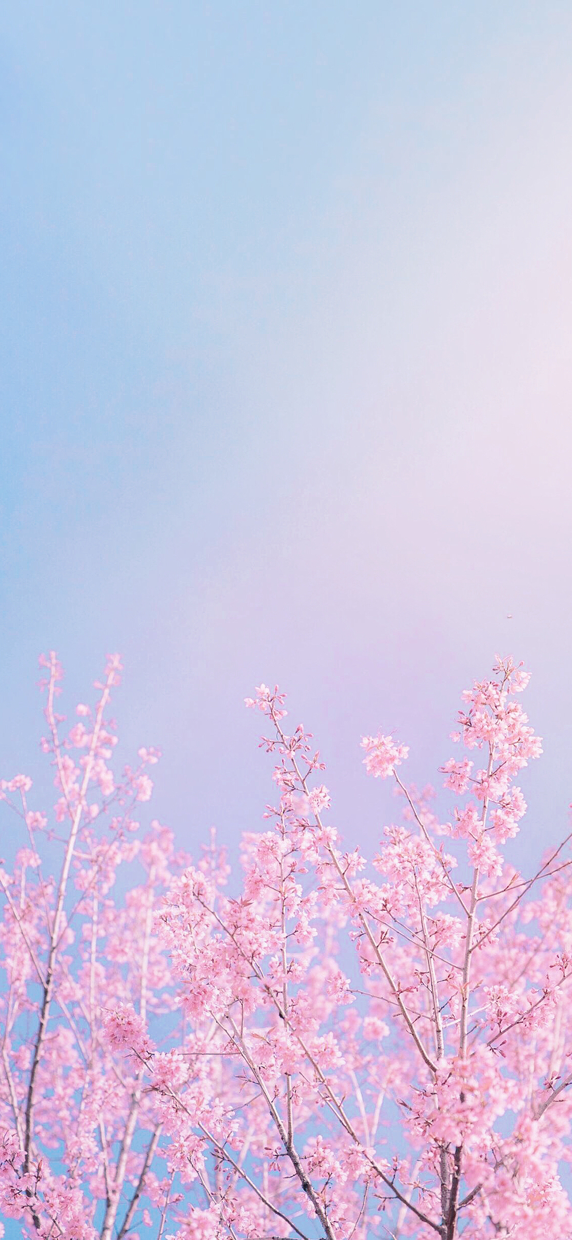 [2436×1125]樱花 花簇 枝头 鲜花 苹果手机壁纸图片