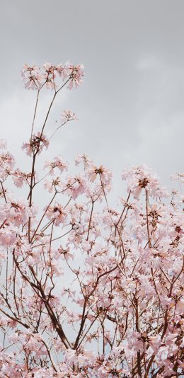 [2436x1125]樱花 鲜花 盛开 枝头 苹果手机壁纸图片