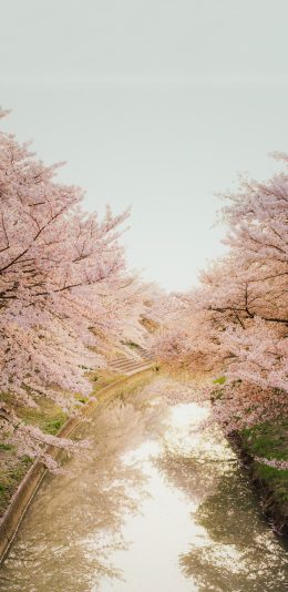 [2436x1125]樱花 鲜花 盛开 粉色 河流 苹果手机壁纸图片