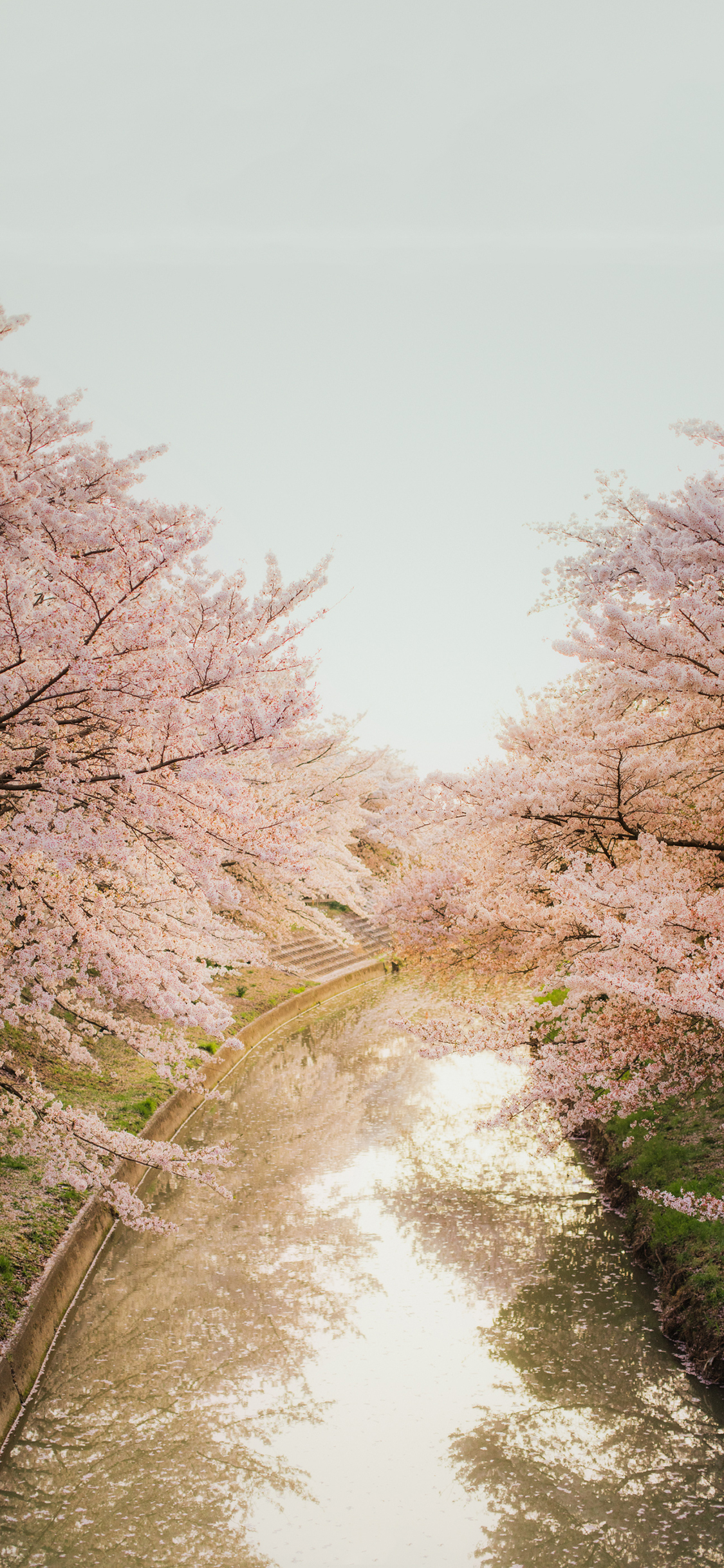 [2436×1125]樱花 鲜花 盛开 粉色 河流 苹果手机壁纸图片