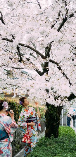 [2436x1125]樱花树 樱花 盛开 日本 街道 和服 赏花 苹果手机壁纸图片