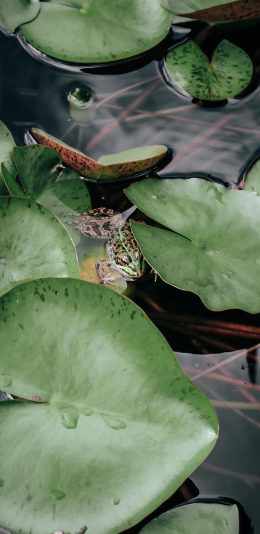 [2436x1125]橘色 荷塘 喝呀 青蛙 隐秘 苹果手机壁纸图片