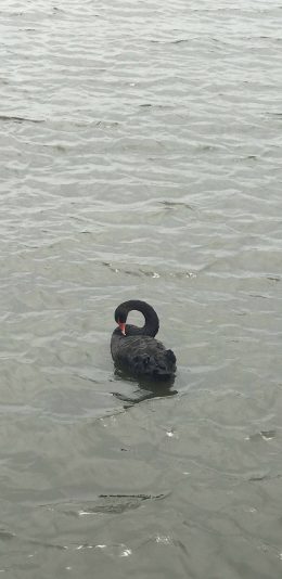 [2436x1125]水面 黑天鹅 水禽 湖水 苹果手机壁纸图片