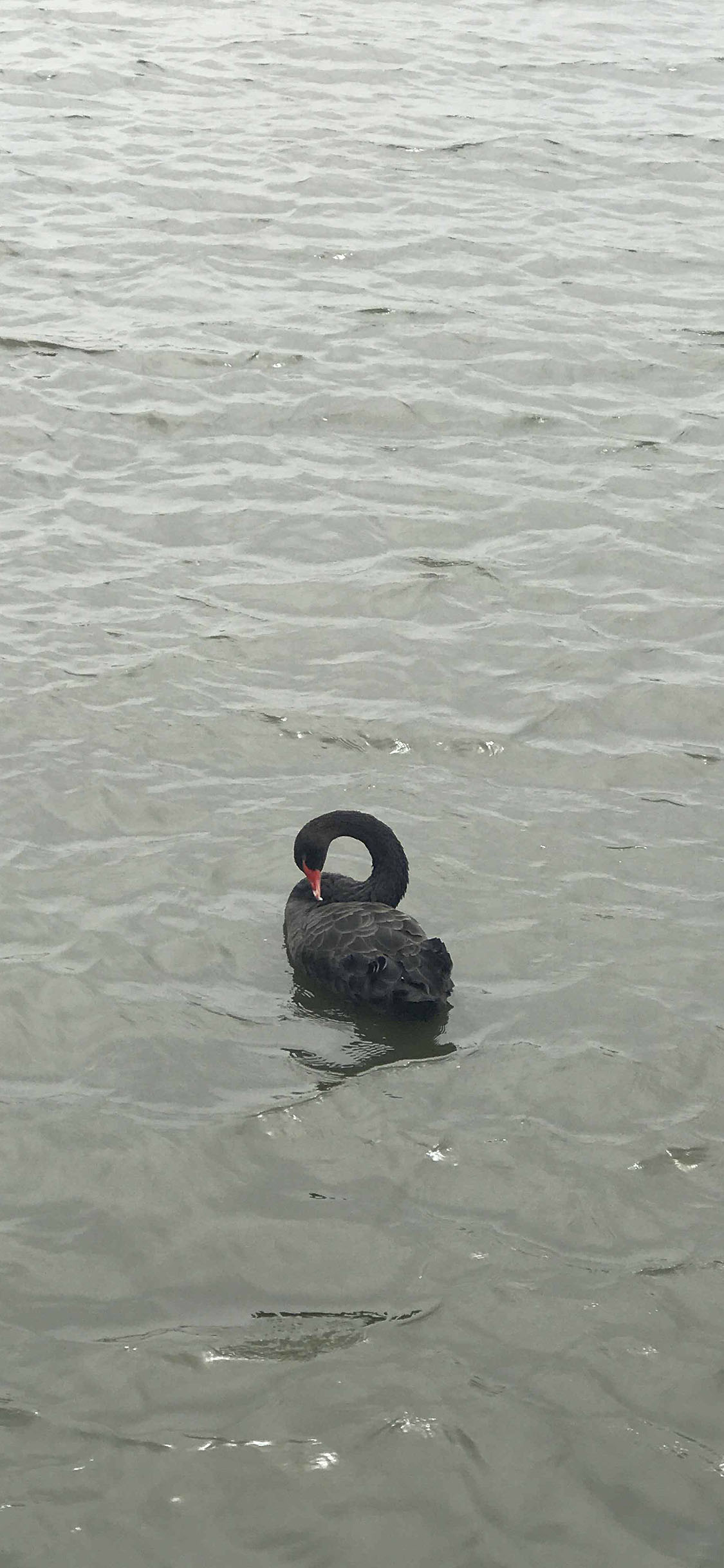[2436×1125]水面 黑天鹅 水禽 湖水 苹果手机壁纸图片