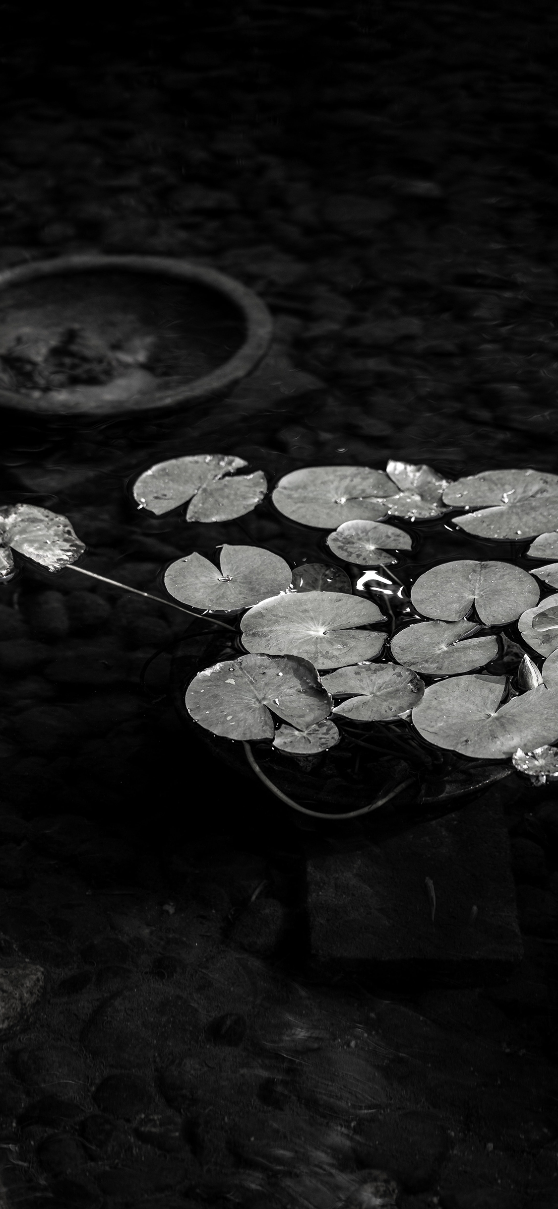 [2436×1125]池塘 池水 黑 莲叶 苹果手机壁纸图片