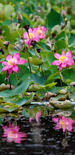 [2436x1125]池塘 荷塘 荷花 荷叶 苹果手机壁纸图片
