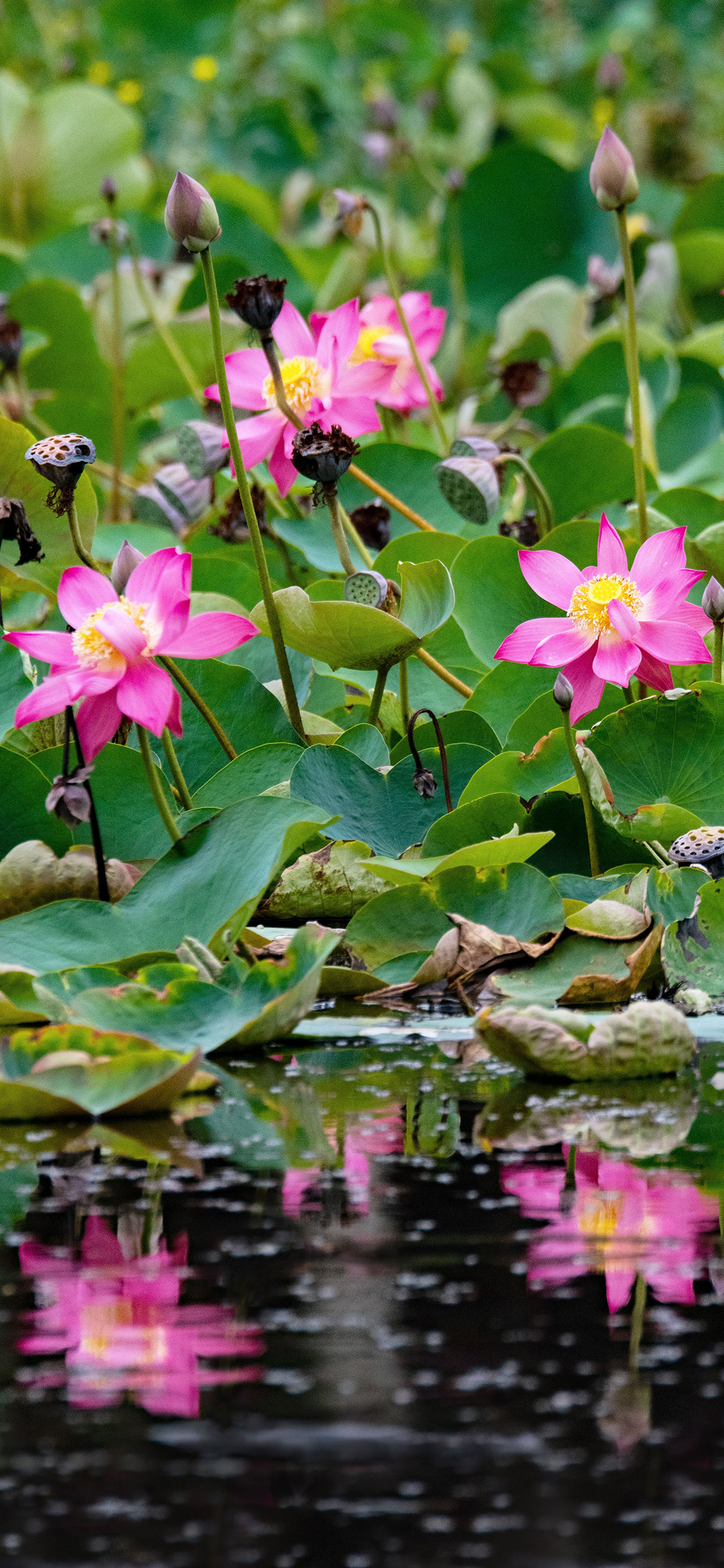 [2436×1125]池塘 荷塘 荷花 荷叶 苹果手机壁纸图片