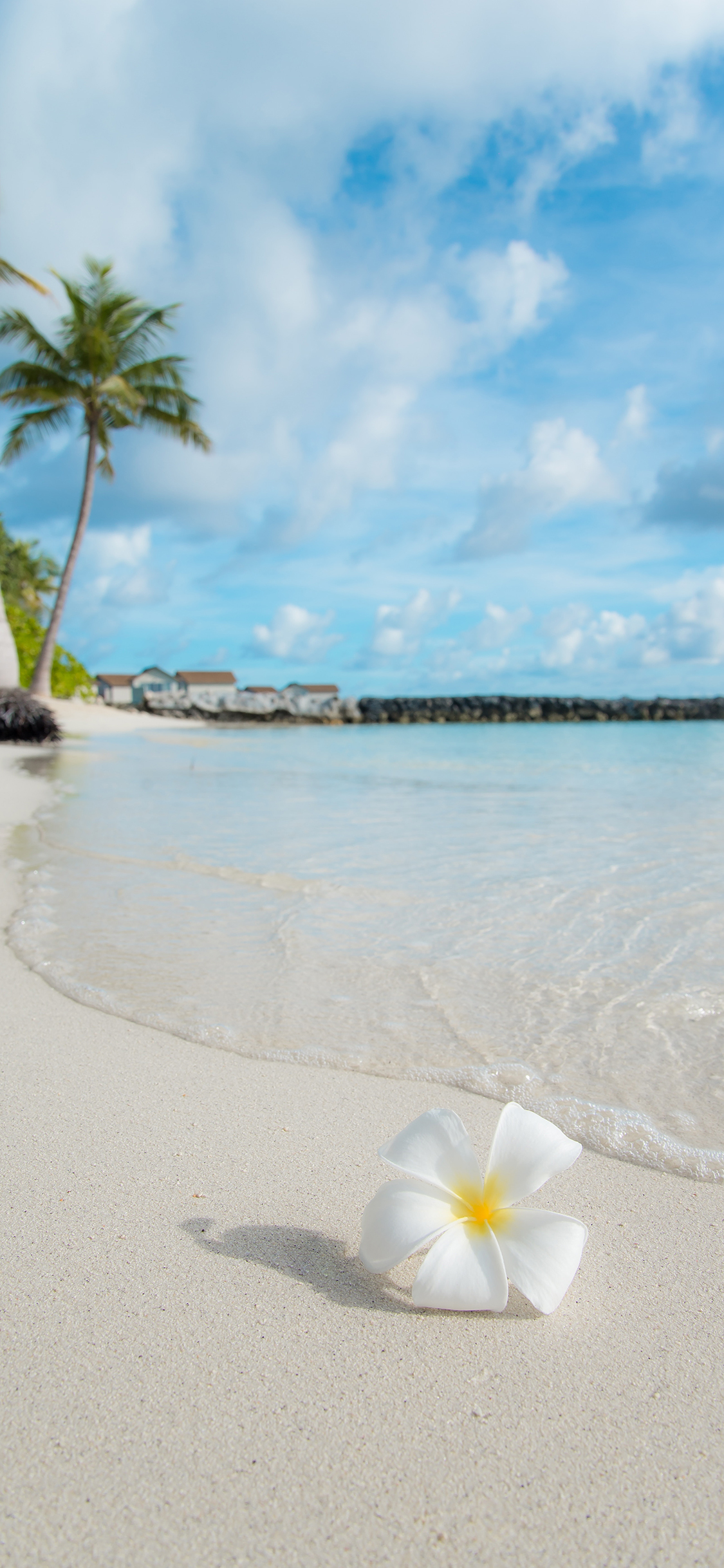 [2436×1125]沙滩 太阳花 海浪 大海 苹果手机壁纸图片