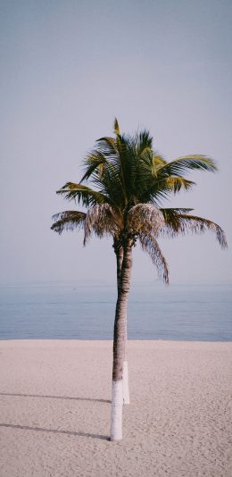 [2436x1125]沙滩 椰树 海岸 树木 苹果手机壁纸图片