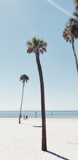 [2436x1125]沙滩 椰树 高大 阳光 苹果手机壁纸图片