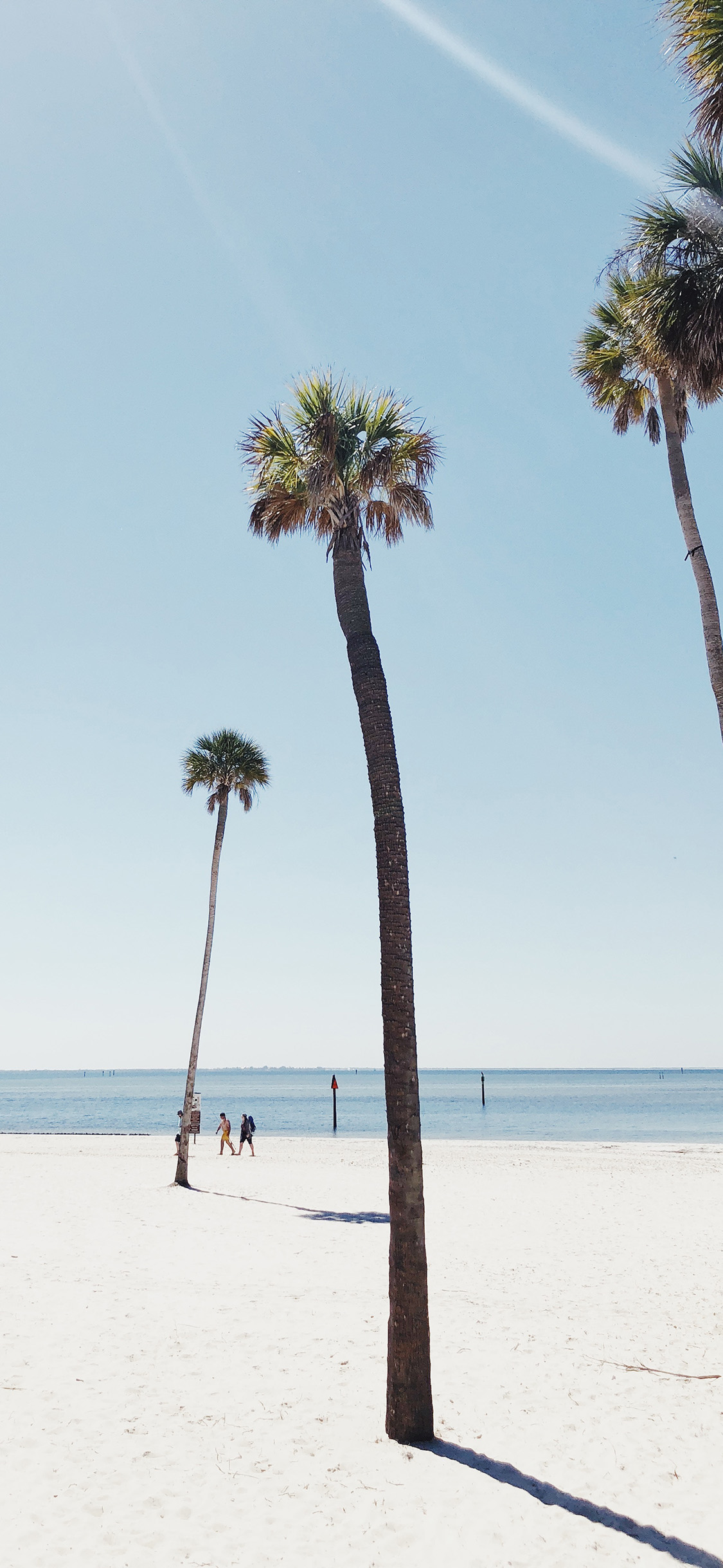 [2436×1125]沙滩 椰树 高大 阳光 苹果手机壁纸图片