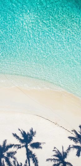 [2436x1125]沙滩 海岸 椰树 光影 海水 苹果手机壁纸图片