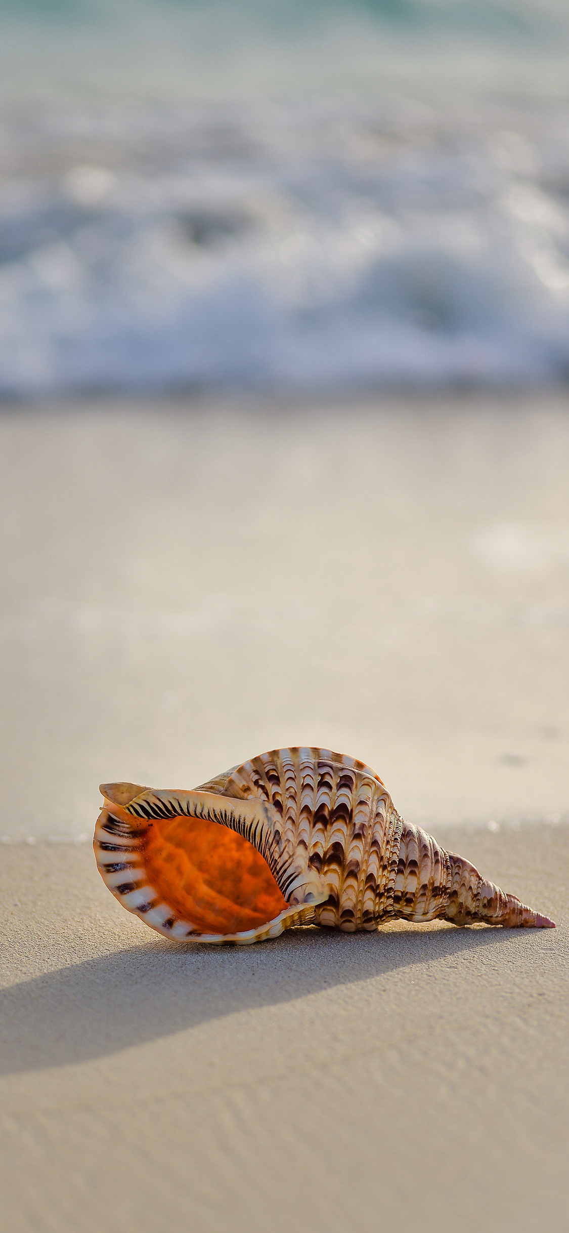 [2436×1125]沙滩 海螺 海浪 贝壳 苹果手机壁纸图片