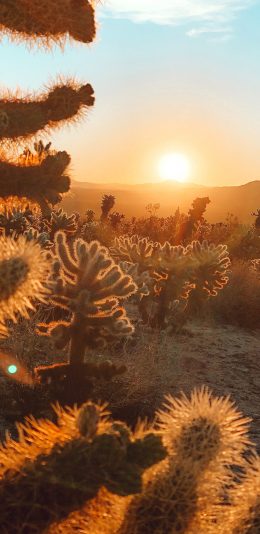[2436x1125]沙漠 仙人掌 沙漠之花 太阳 苹果手机壁纸图片