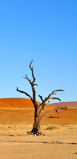 [2436x1125]沙漠 自然 纳米比亚 非洲 蓝天 枯木 苹果手机壁纸图片