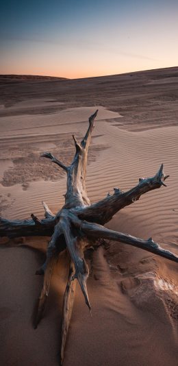 [2436x1125]沙漠 荒芜 树桩 干枯 苹果手机壁纸图片