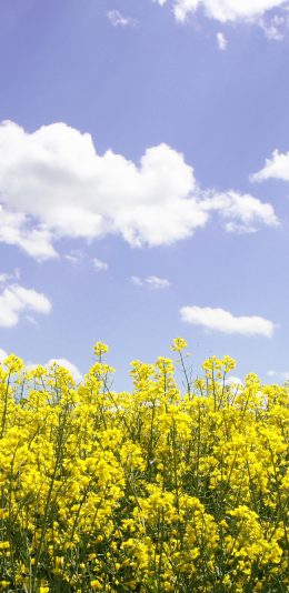 [2436x1125]油菜花 花田 田野 天空 苹果手机壁纸图片