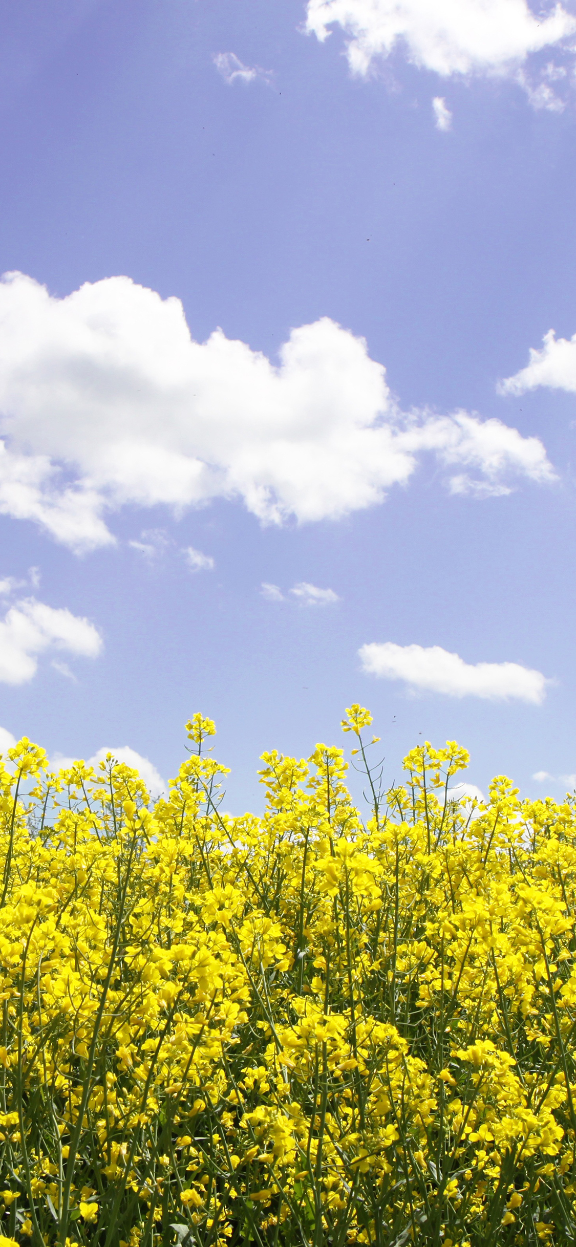 [2436×1125]油菜花 花田 田野 天空 苹果手机壁纸图片