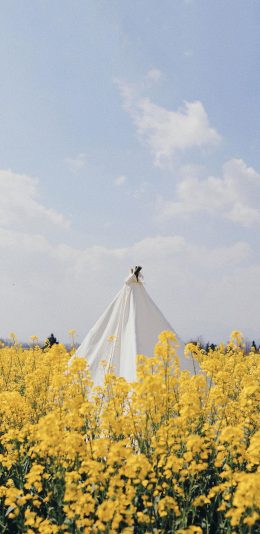 [2436x1125]油菜花田 黄色 田野 鲜花 苹果手机壁纸图片
