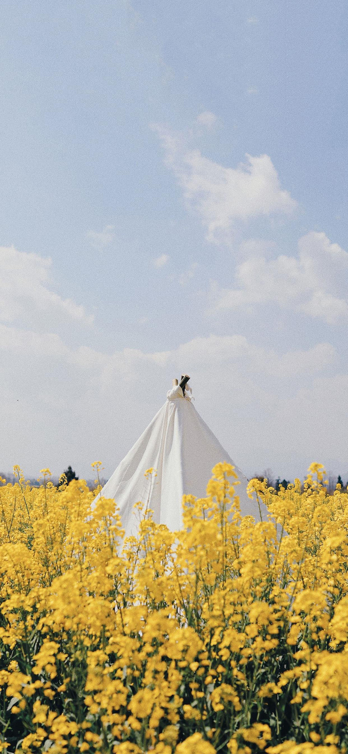 [2436×1125]油菜花田 黄色 田野 鲜花 苹果手机壁纸图片