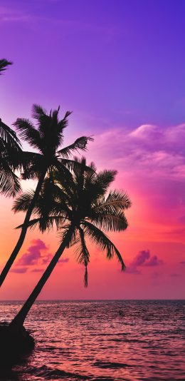 [2436x1125]海岸 夕阳 大海 椰树 苹果手机壁纸图片