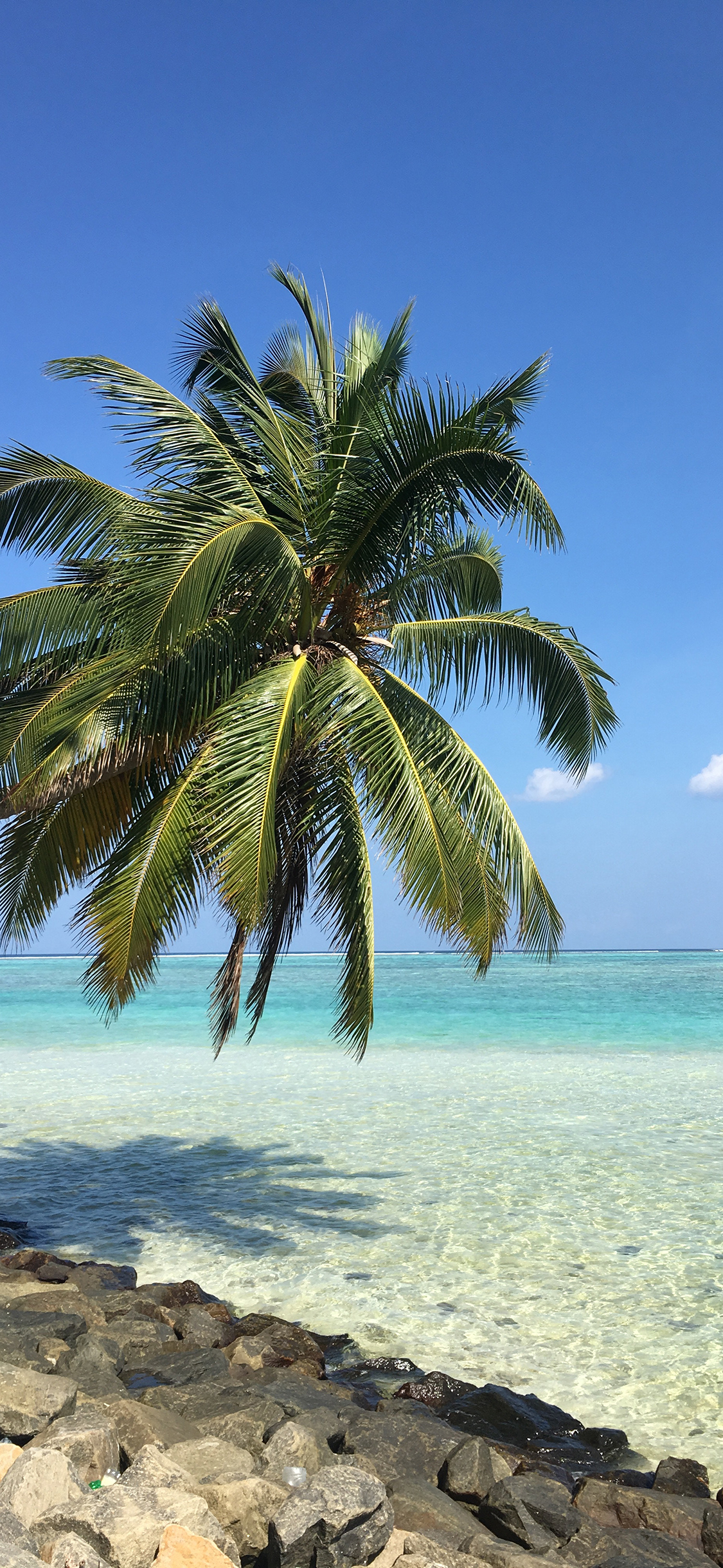 [2436×1125]海岸 海边 树木 蓝天 苹果手机壁纸图片