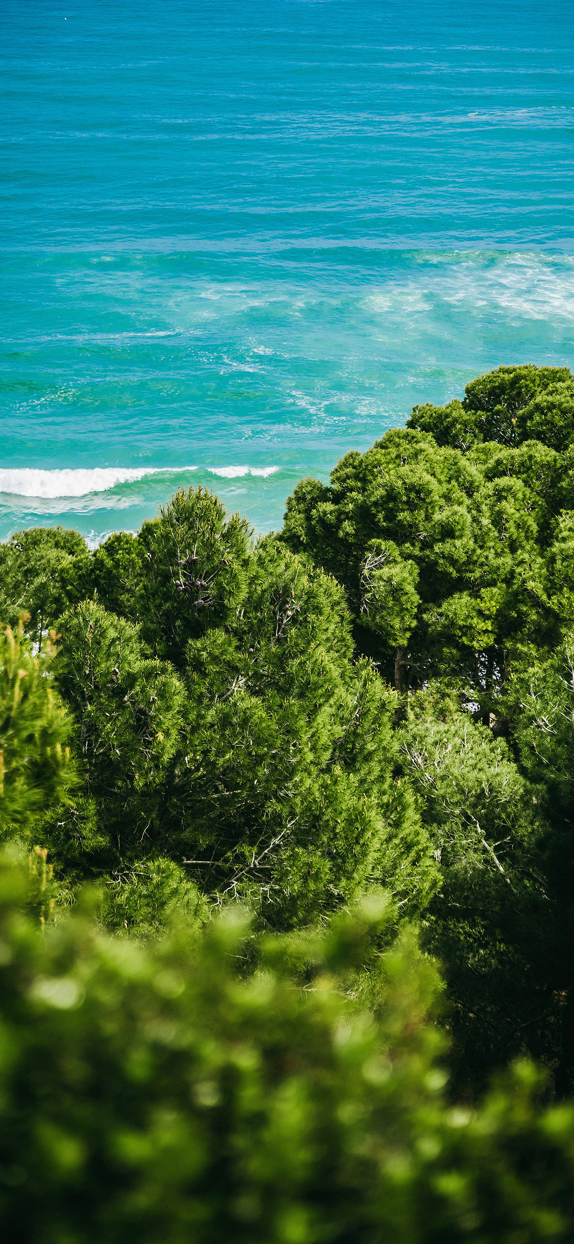 [2436×1125]海岸 海边 树林 海浪 苹果手机壁纸图片