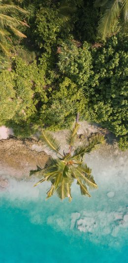 [2436x1125]海岸 海边 椰树 海水 苹果手机壁纸图片
