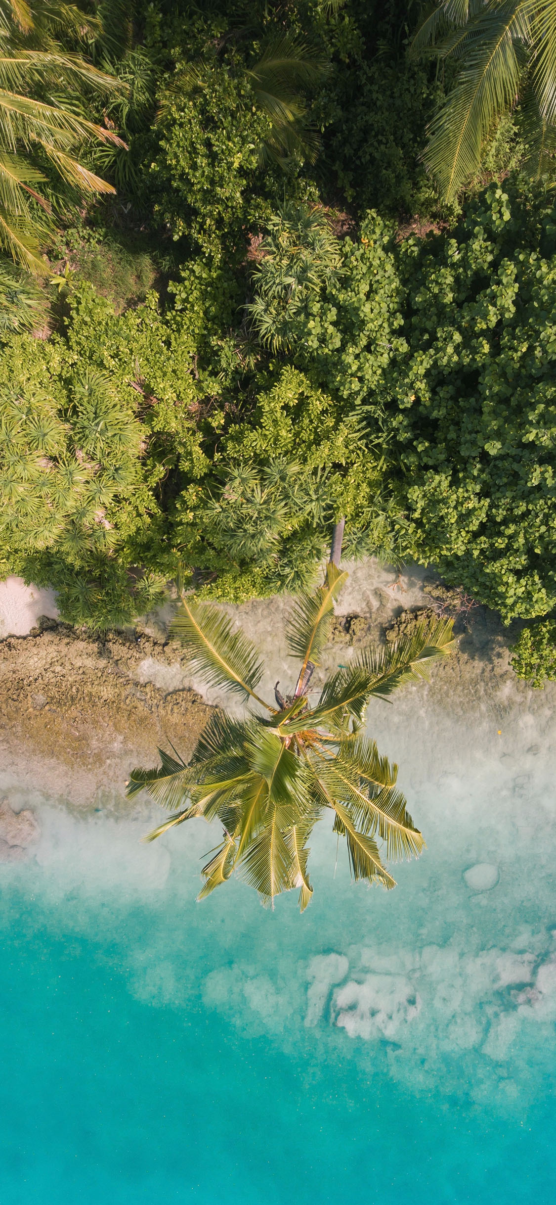 [2436×1125]海岸 海边 椰树 海水 苹果手机壁纸图片
